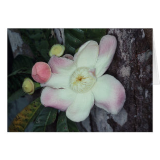 LECYTHIDACEAE: Gustavia augusta OBS Kort