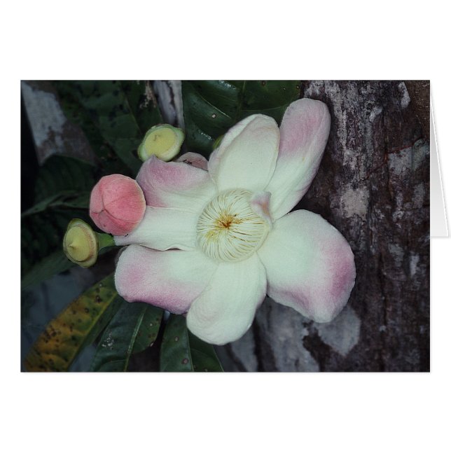 LECYTHIDACEAE: Gustavia augusta OBS Kort (Framsidan Horizontal)