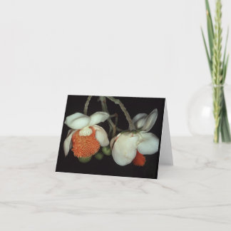 LECYTHIDACEAE: Lecythis består Kort