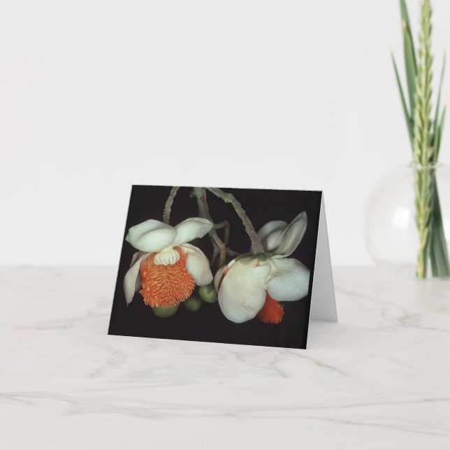 LECYTHIDACEAE: Lecythis består Kort (Framsida)