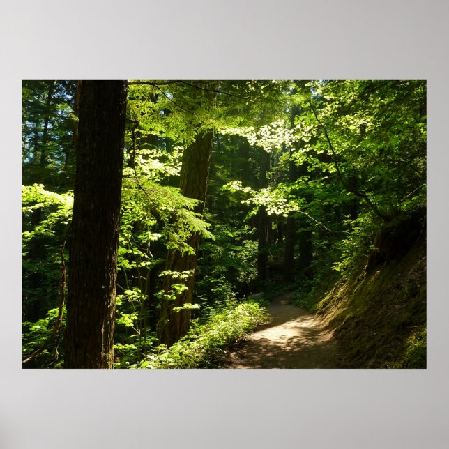 Led från Silver Falls Poster (Framsidan)