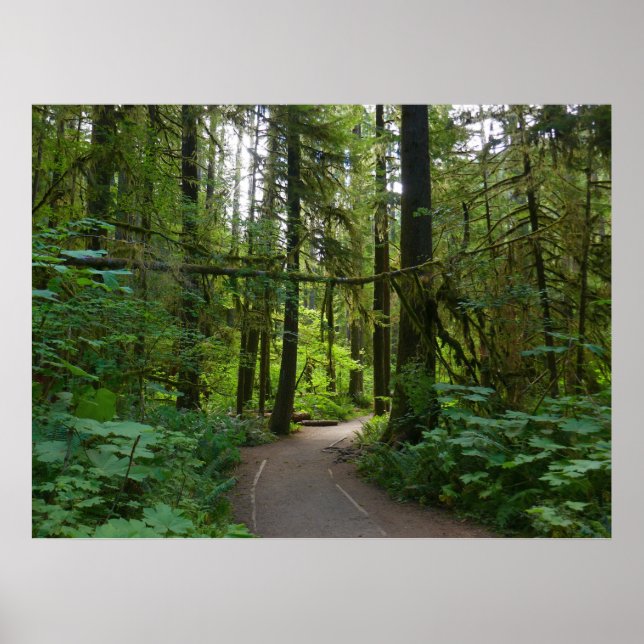 Led till Marymere Falls I Poster (Framsidan)