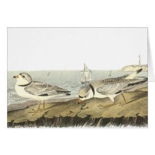 Leda i rör ploveren, John Audubon Hälsningskort