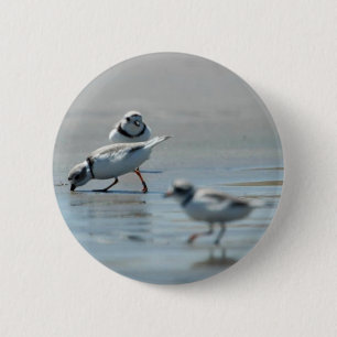 Leda i rör Plovers som äter på stranden Knapp