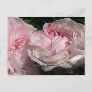 Leda Ro Flower vycard Vykort