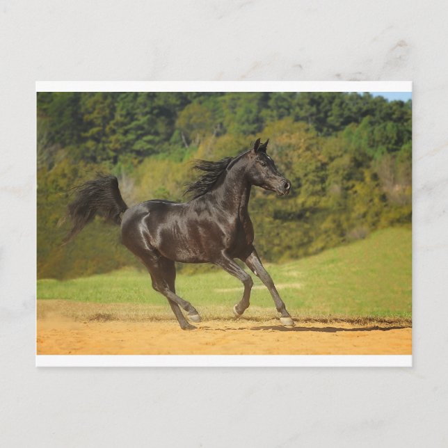 Ledig Vykort (Framsida)