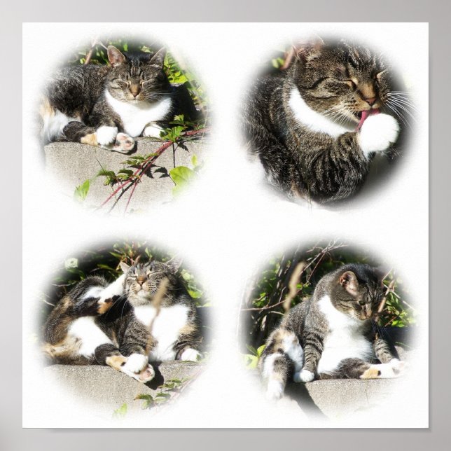 Ledighetstid för en kattkollage poster (Framsidan)