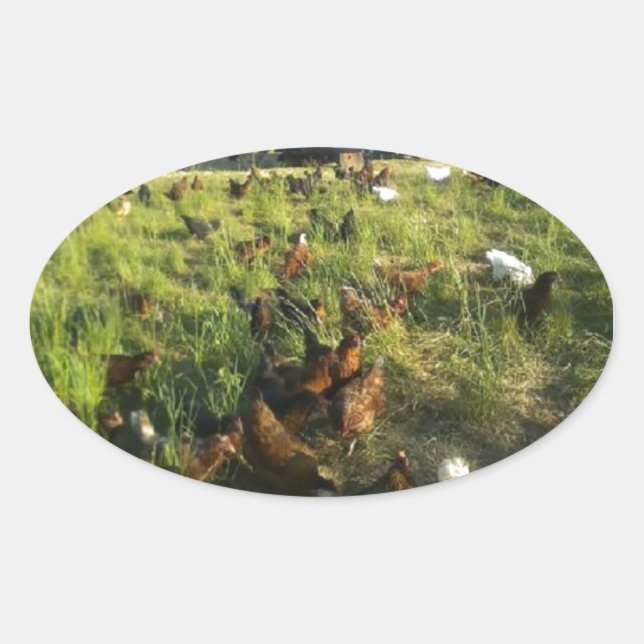 Ledigt intervall Hen Stickers Ovalt Klistermärke (Framsida)