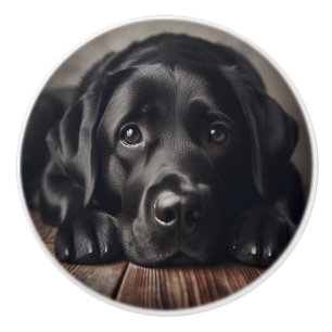 Ledsen Black Labrador Retriever Hund Pet Animal Knopp
