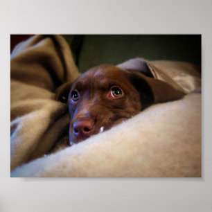 Ledsen Chocolate Lab Pittie puppy hund Poster
