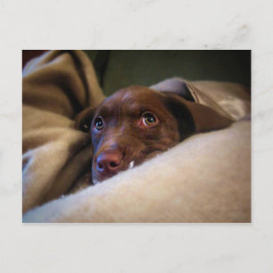 Ledsen Chocolate Lab Pittie puppy hund Vykort