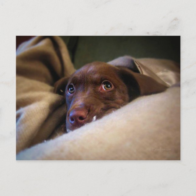 Ledsen Chocolate Lab Pittie puppy hund Vykort (Framsida)
