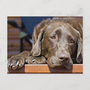 Ledsen Chocolate Lab Porträtt-foto Vykort