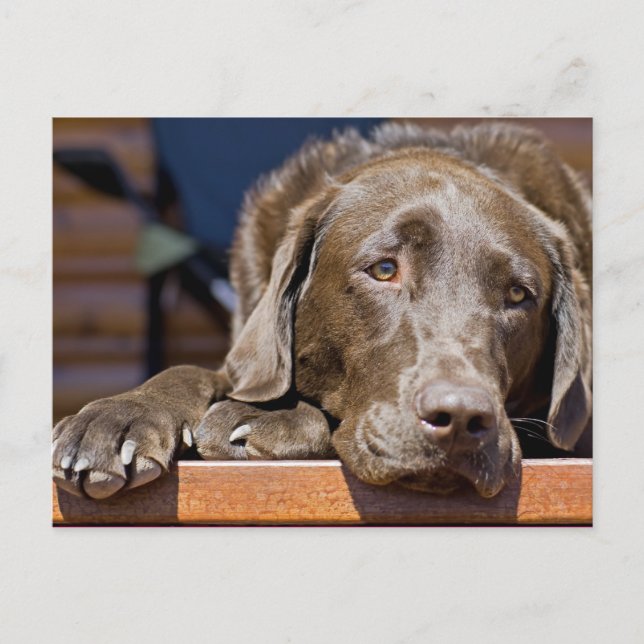 Ledsen Chocolate Lab Porträtt-foto Vykort (Framsida)
