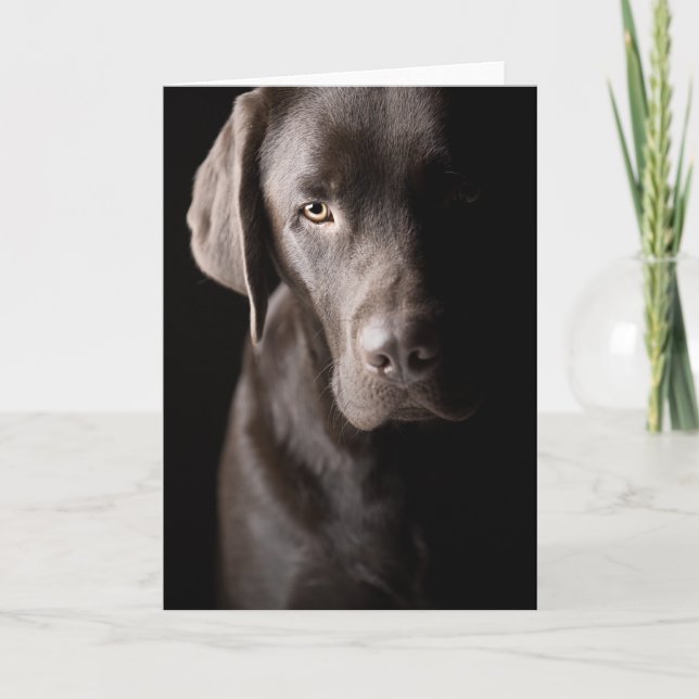 Ledsen Chocolate Labrador Kort (Framsida)