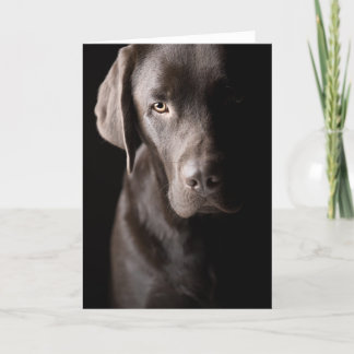 Ledsen Chocolate Labrador Kort