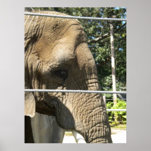 Ledsen Elephant Poster