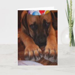 Ledsen engelsk Mastiff som ha på sig Kort