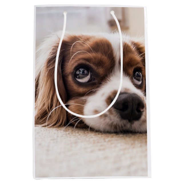 Ledsen-Eyed Cocker Spain Hund (Framsidan)