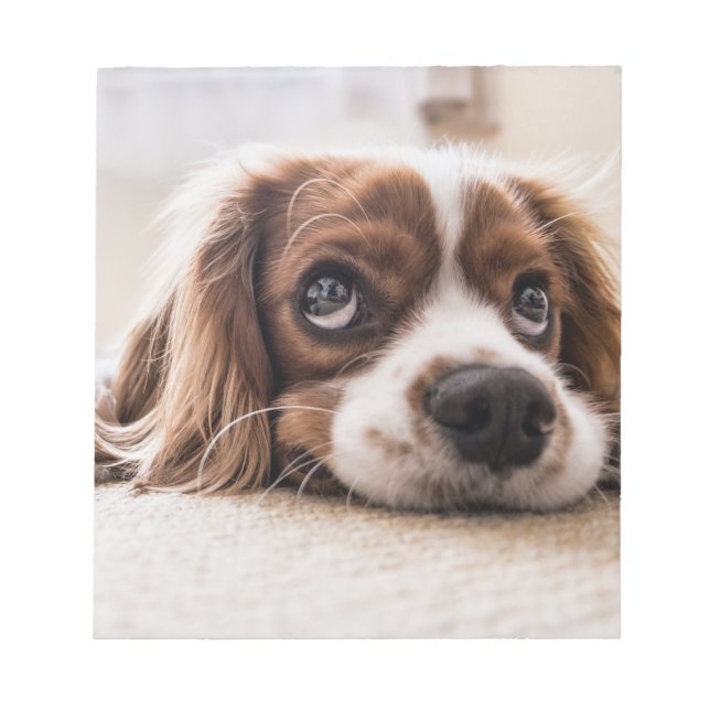 Ledsen-Eyed Cocker Spain Hund Anteckningsblock (Framsida)