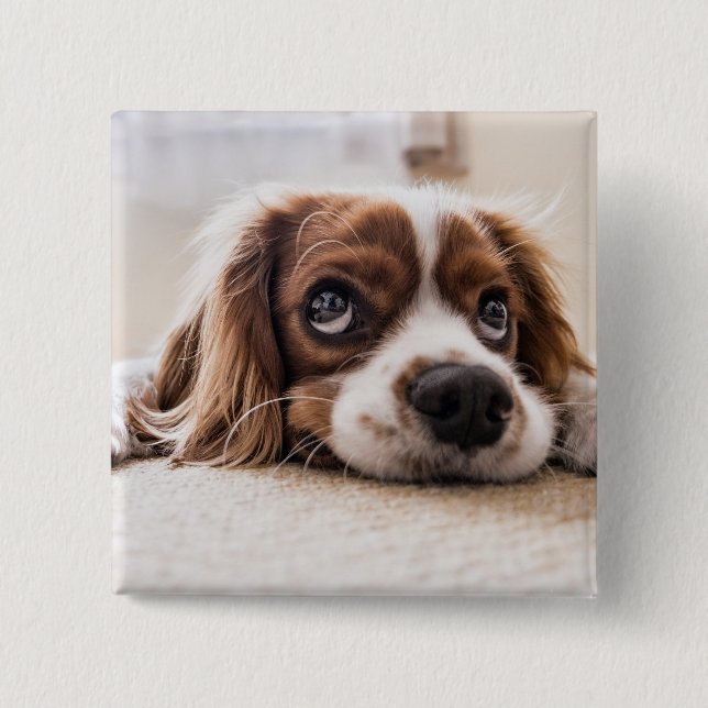 Ledsen-Eyed Cocker Spain Hund Knapp (Framsida)