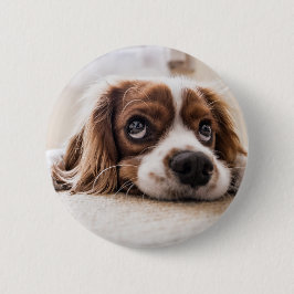 Ledsen-Eyed Cocker Spain Hund Knapp