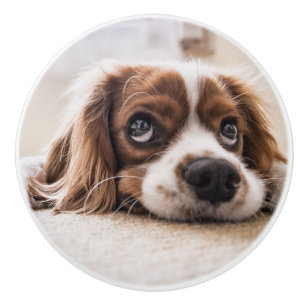 Ledsen-Eyed Cocker Spain Hund Knopp