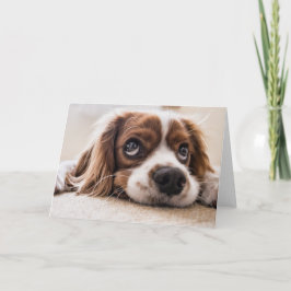 Ledsen-Eyed Cocker Spain Hund Kort