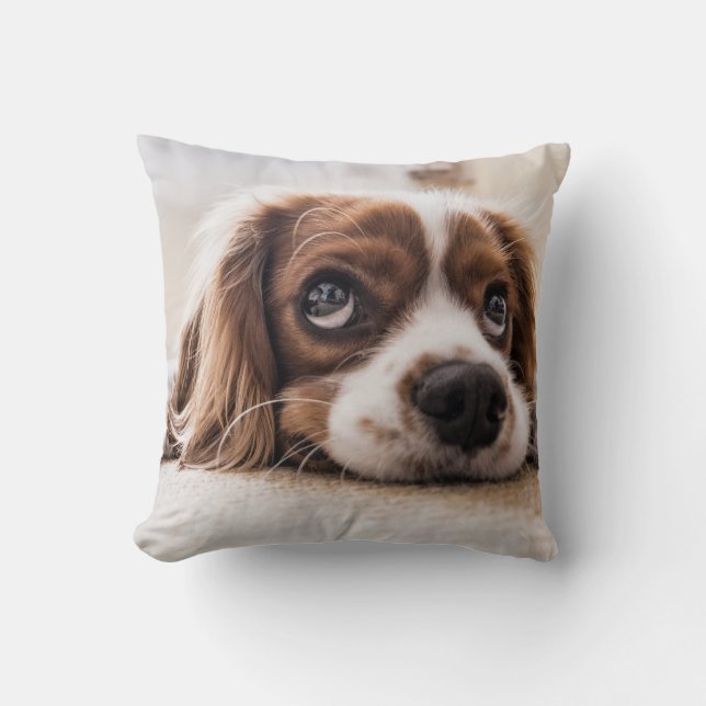 Ledsen-Eyed Cocker Spain Hund Kudde (Framsida)