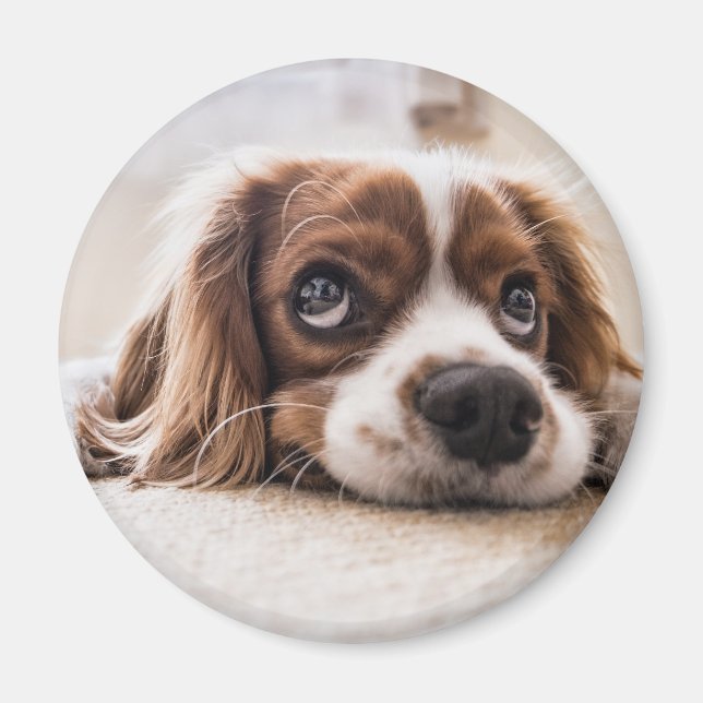 Ledsen-Eyed Cocker Spain Hund Magnet (Framsidan)