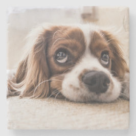 Ledsen-Eyed Cocker Spain Hund Stenunderlägg