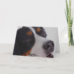 Ledsen förlorade du ditt husdjur kort