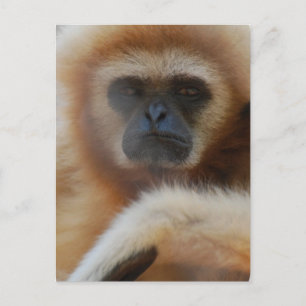 Ledsen Gibbon-vykort Vykort
