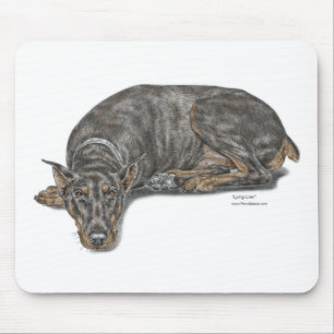 Ledsen Guilty Tittar Doberman Musmatta