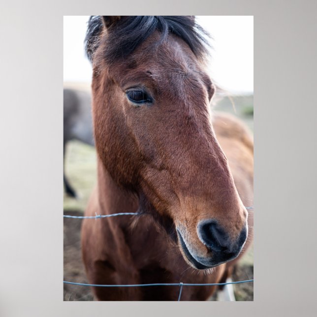 LEDSEN HORSE POSTER (Framsidan)