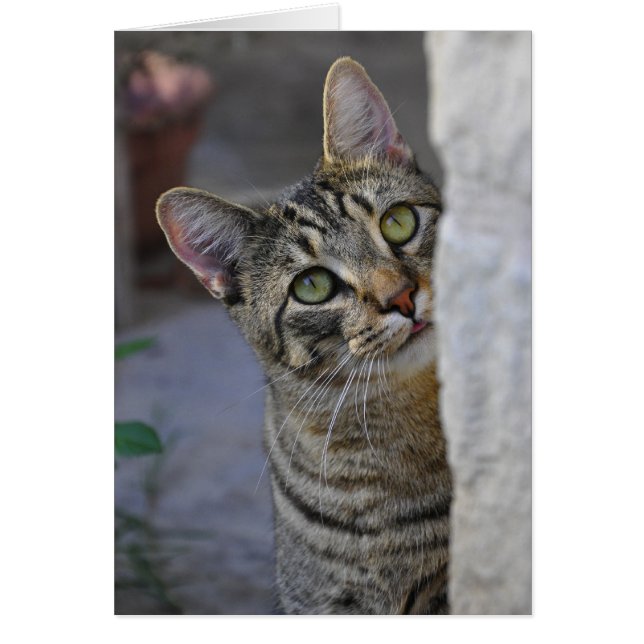 Ledsen Kattunge (bengalkatt) Hälsningskort (Framsidan)