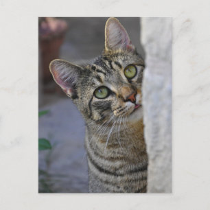 Ledsen Kattunge (bengalkatt) Vykort