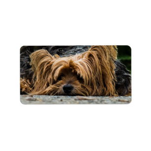 Ledsen lite Yorkie Adressetikett