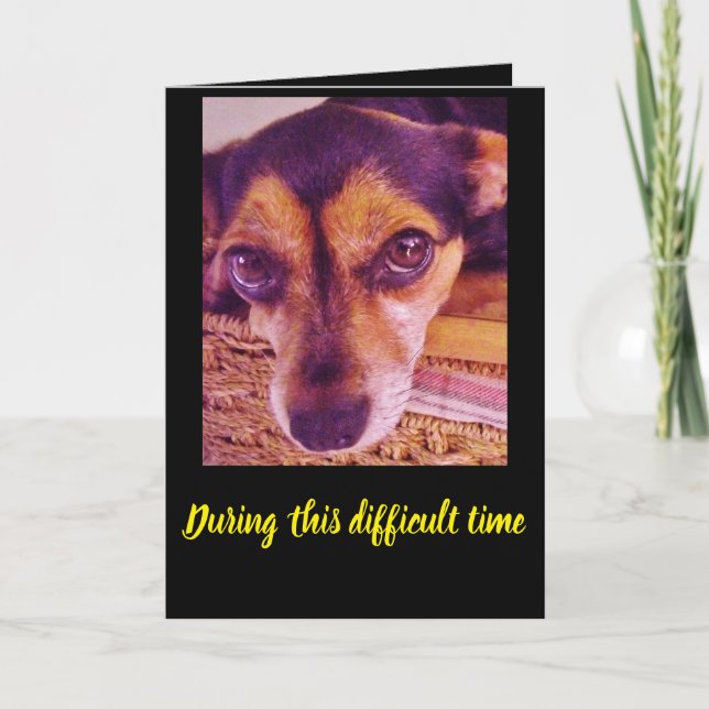Ledsen Little Chihuahua Hund Ansikte Sympathy Card Kort (Framsida)