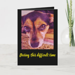 Ledsen Little Chihuahua Hund Ansikte Sympathy Card Kort