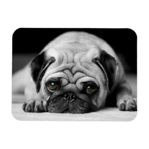 Ledsen mops magnet