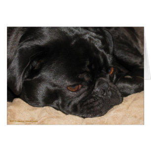 Ledsen Pug Card Hälsningskort