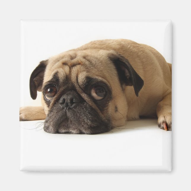 Ledsen Pug Magnet (Framsidan)