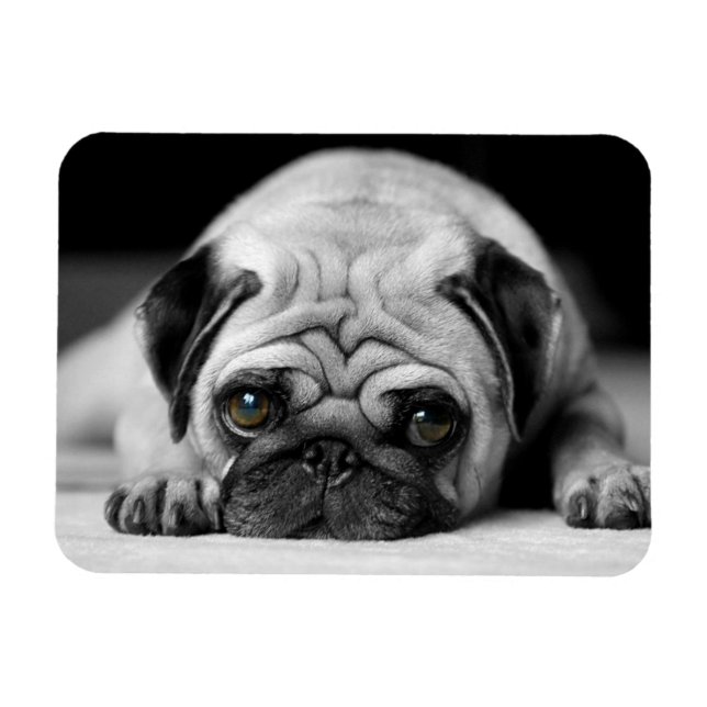 Ledsen Pug Magnet (Horisontell)