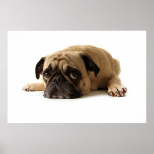 Ledsen Pug Poster