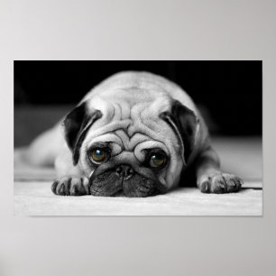 Ledsen Pug Poster