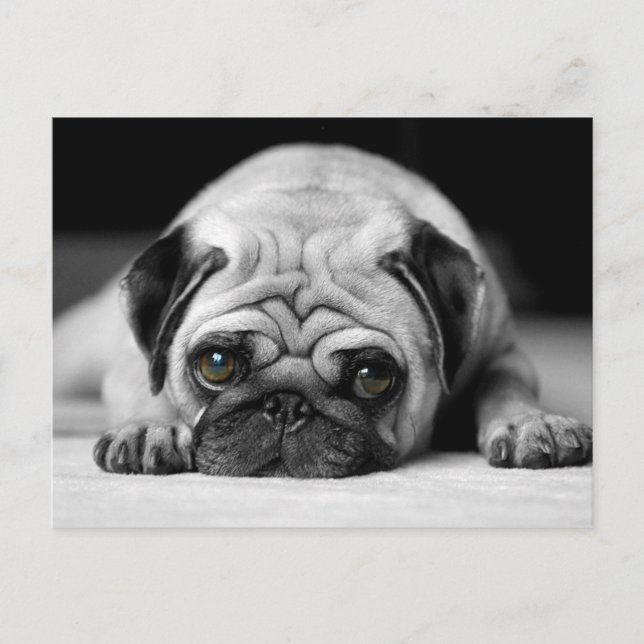 Ledsen Pug Vykort (Framsida)