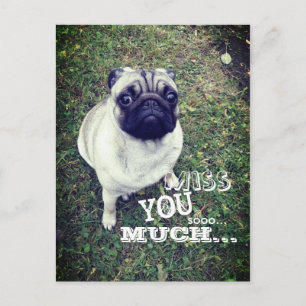 Ledsen Pug Vykort