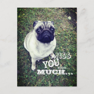 Ledsen Pug Vykort