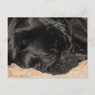 Ledsen Pug-vykort Vykort